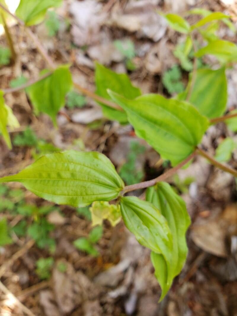 Prosartes smithii leaf