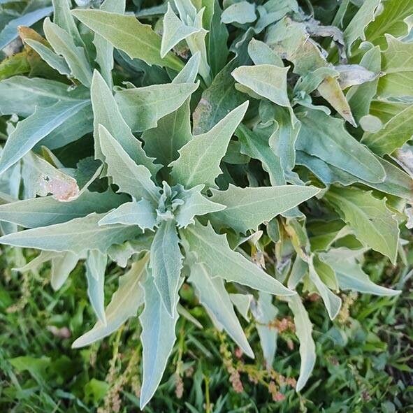Andryala ragusina leaf