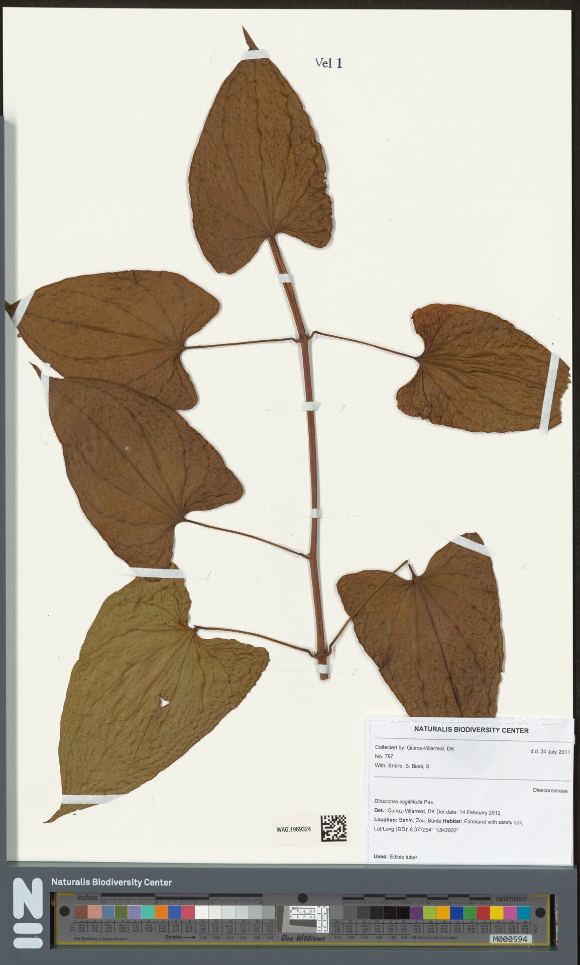 Dioscorea sagittifolia — houseplant care guide