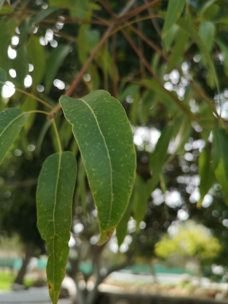 Brachychiton rupestris flower