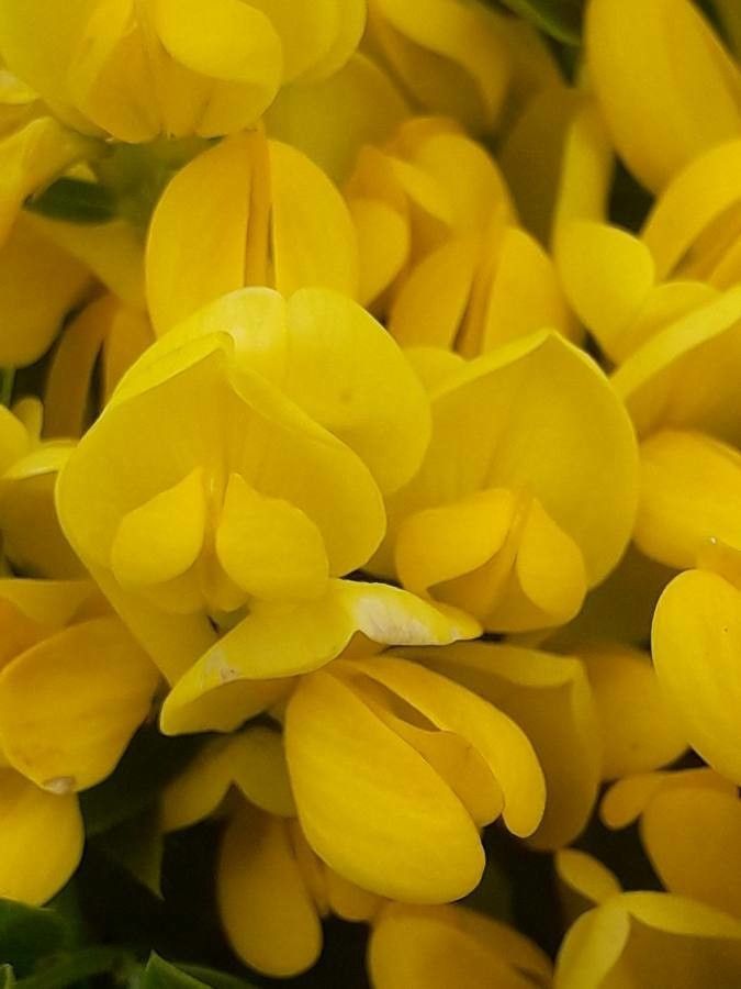 Genista carinalis flower