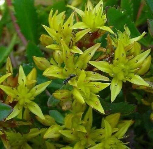 Phedimus sichotensis flower