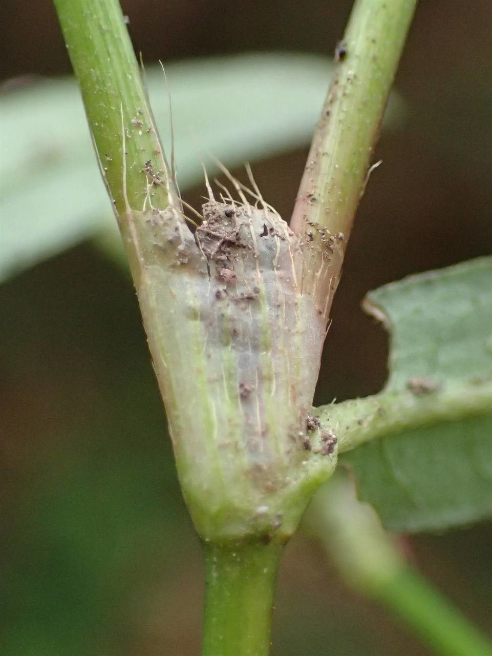 Persicaria minor bark