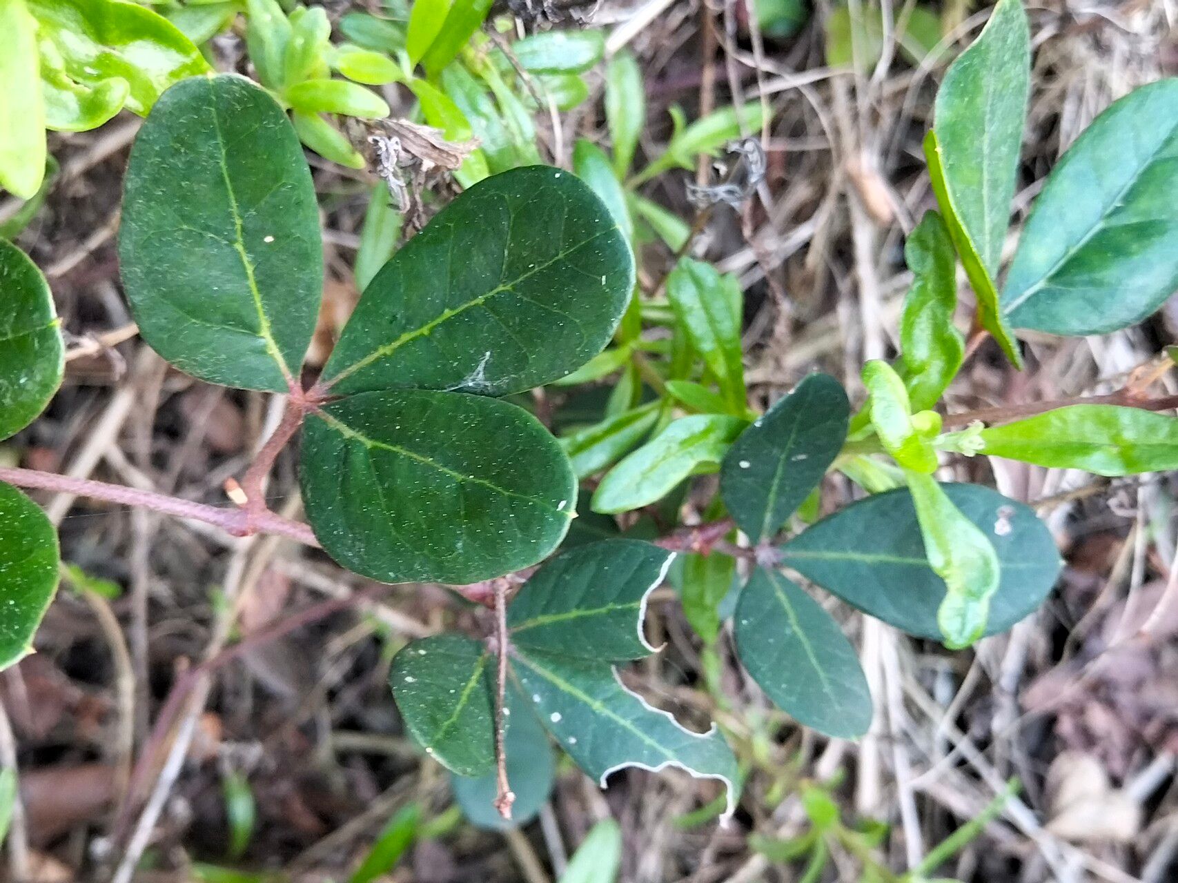 Rhoicissus digitata — related species from the same genus