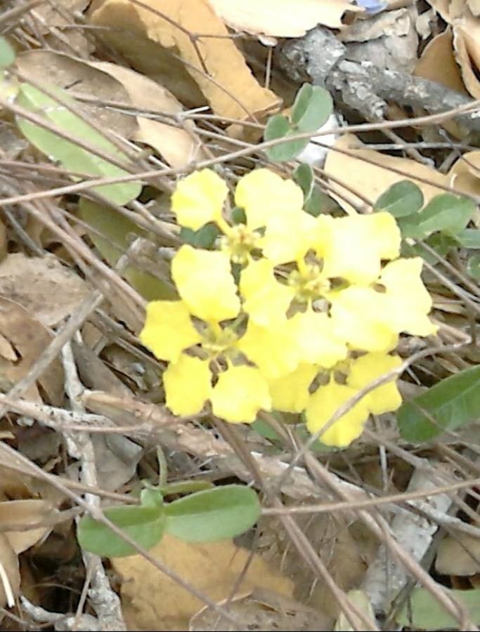 Stigmaphyllon emarginatum flower