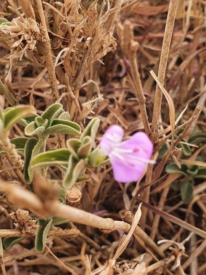Dicliptera napierae leaf