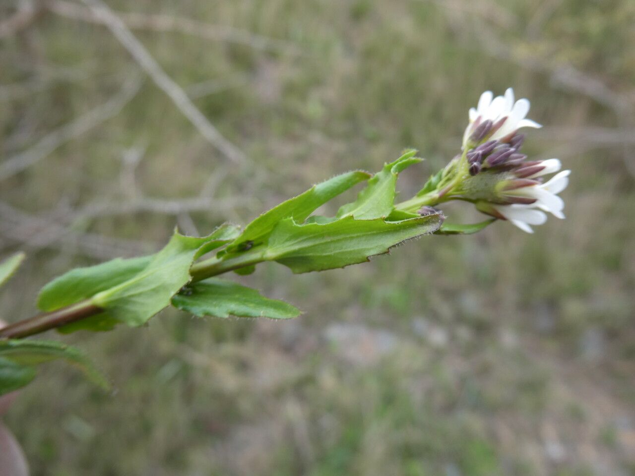 Arabis planisiliqua leaf