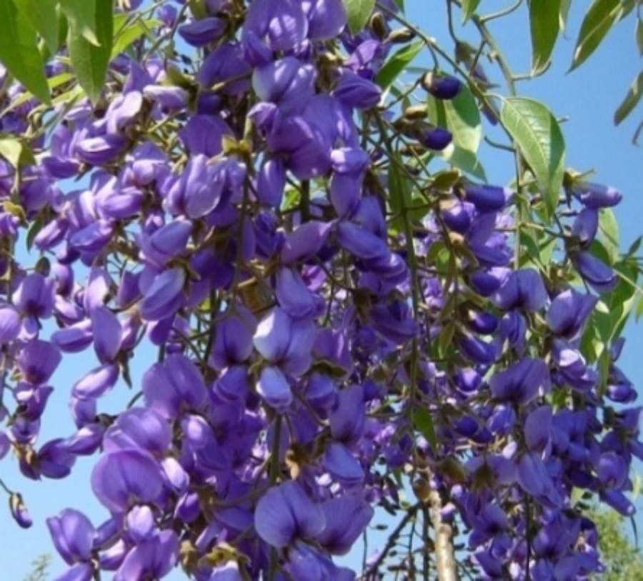 Bolusanthus speciosus flower