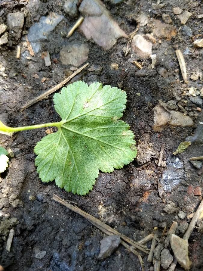 Ribes californicum leaf