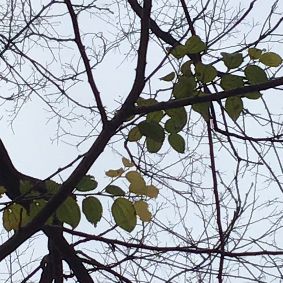 Paliurus orientalis — related species from the same genus