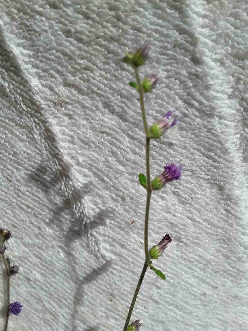 Lepidaploa salzmannii flower