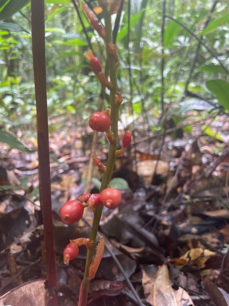 Renealmia floribunda fruit