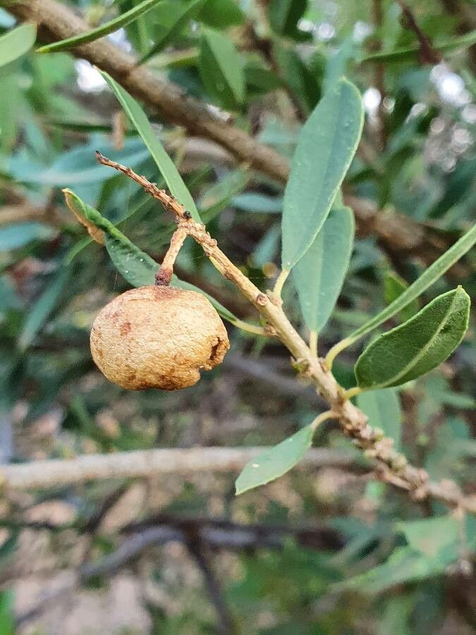 Boscia angustifolia fruit