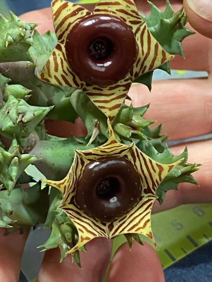Huernia confusa flower