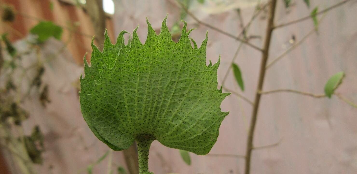 Gossypium arboreum fruit