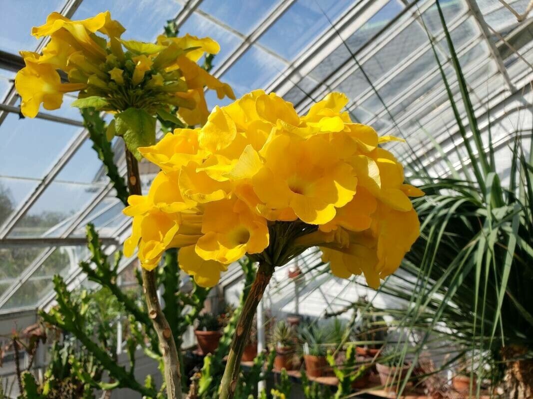 Uncarina ihlenfeldtiana — related species from the same genus