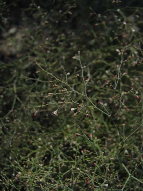 Eriogonum parishii — search result for 'Eriogonum'