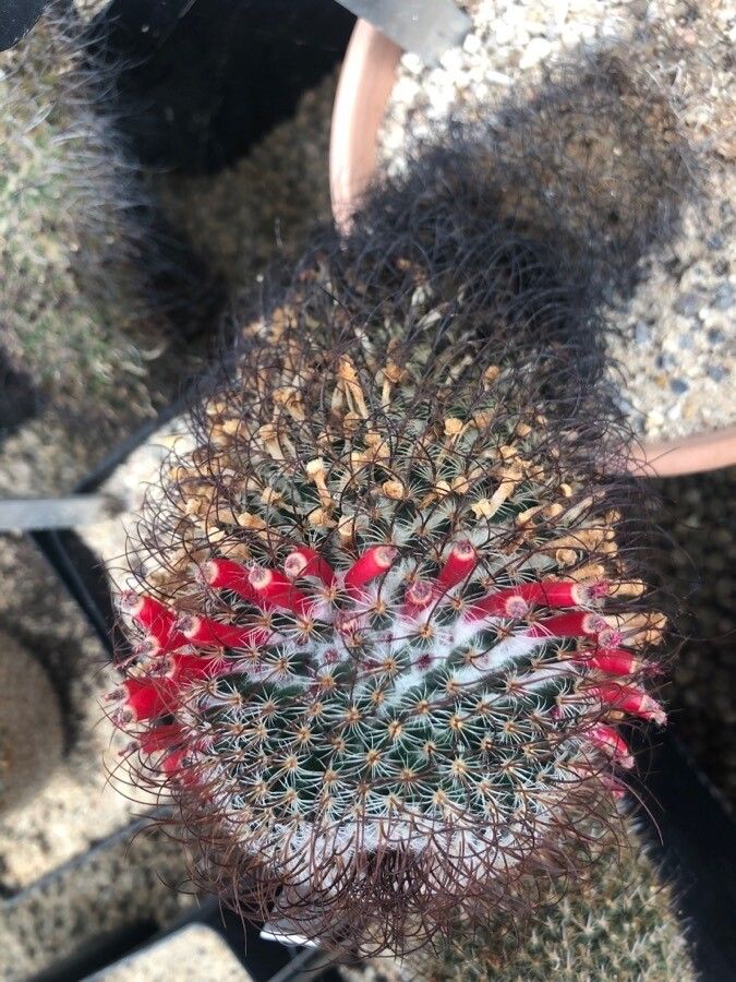 Mammillaria huitzilopochtli habit