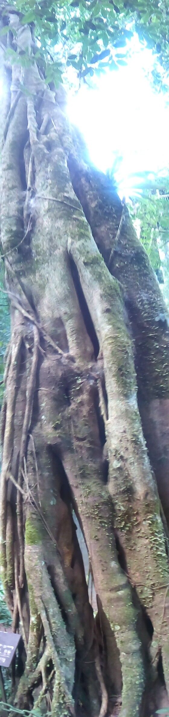 Combretum latifolium other