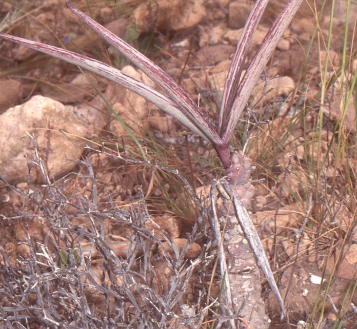 Caralluma europaea habit