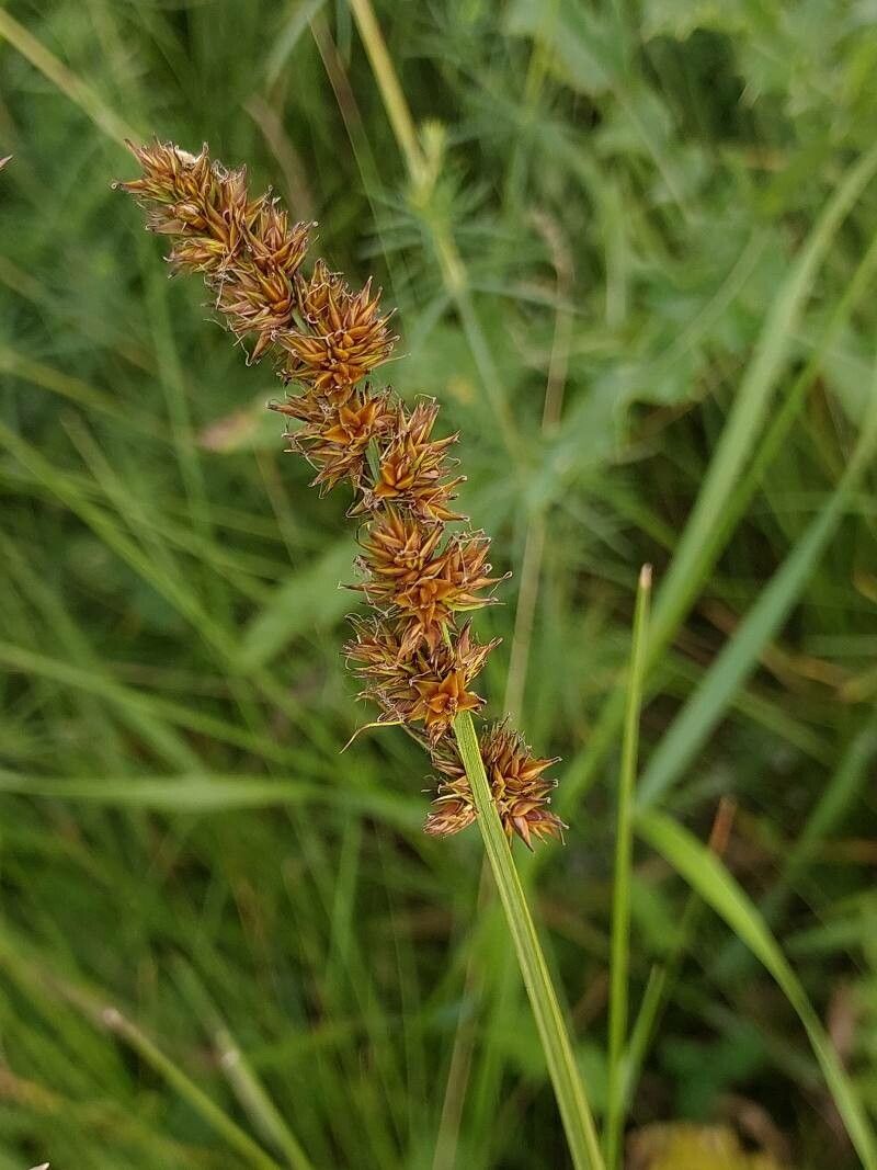 Carex vulpina fruit
