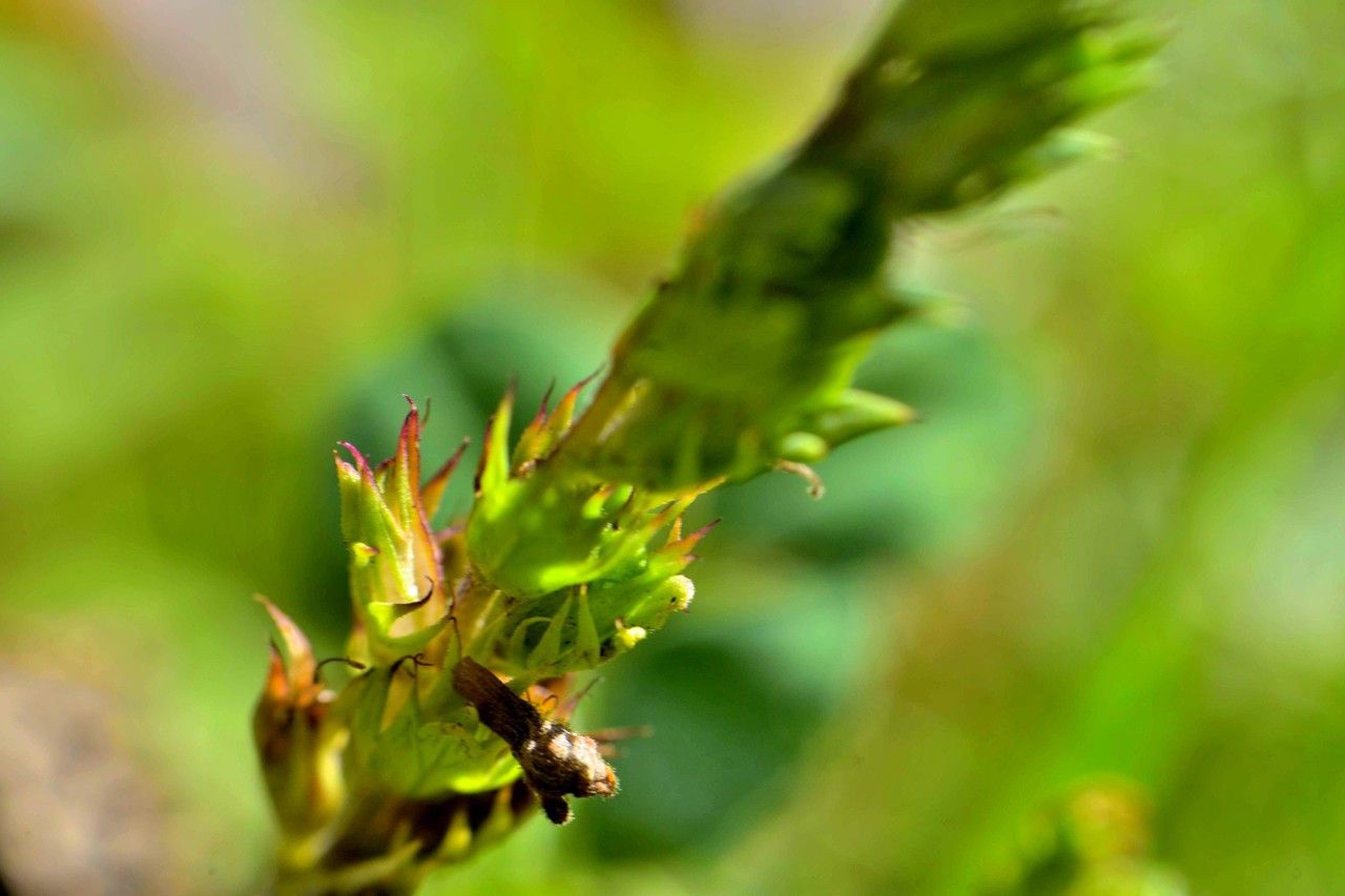 Euphrasia alpina fruit