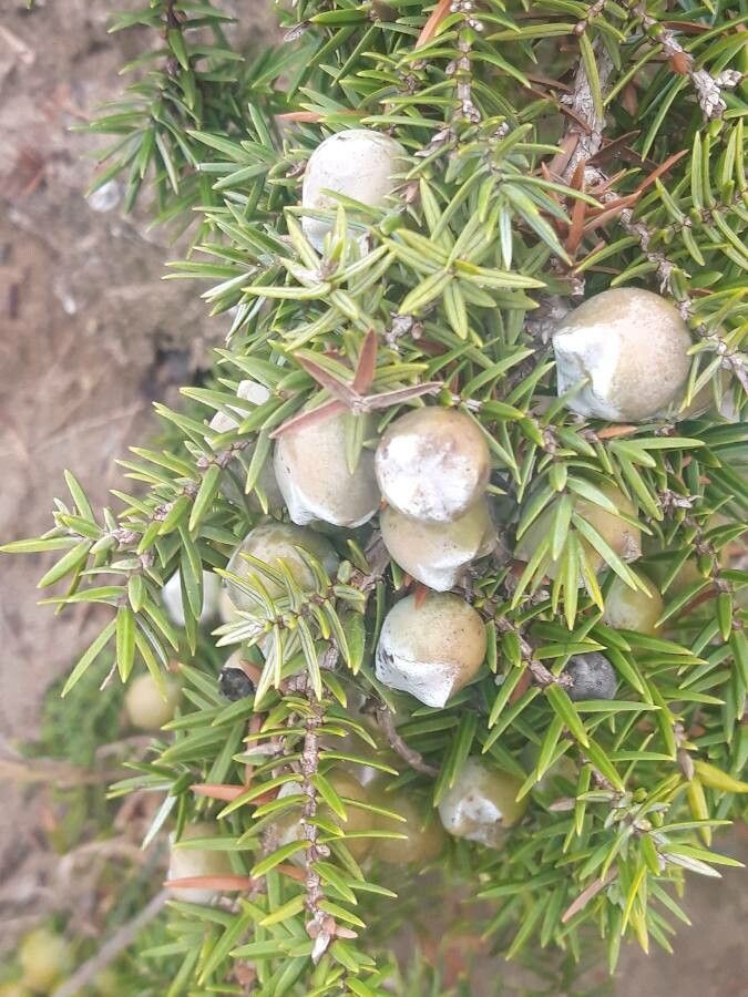 Juniperus macrocarpa fruit