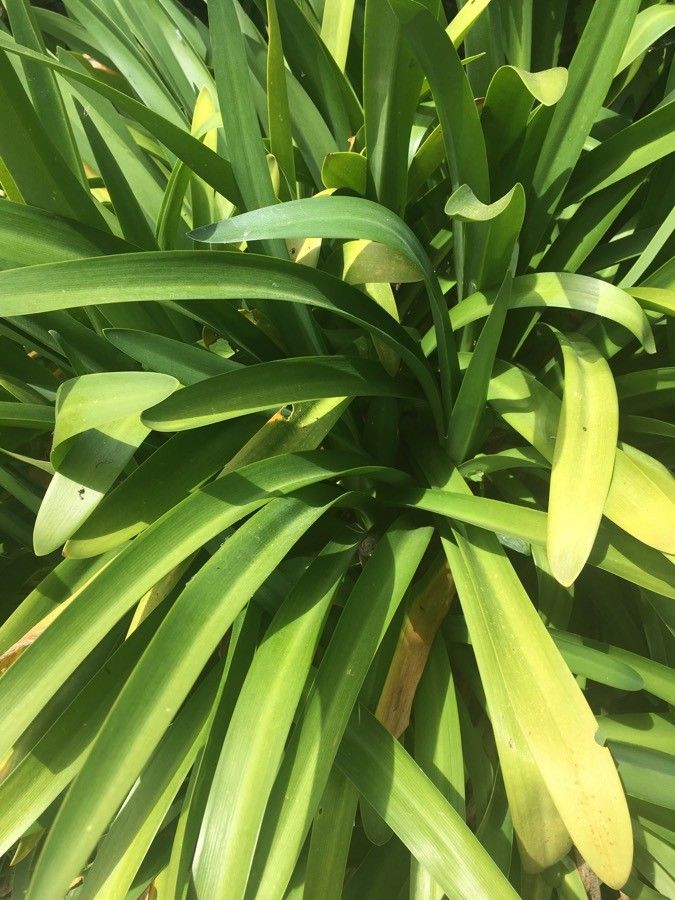 Agapanthus spp. — search result for 'Agapanthus'