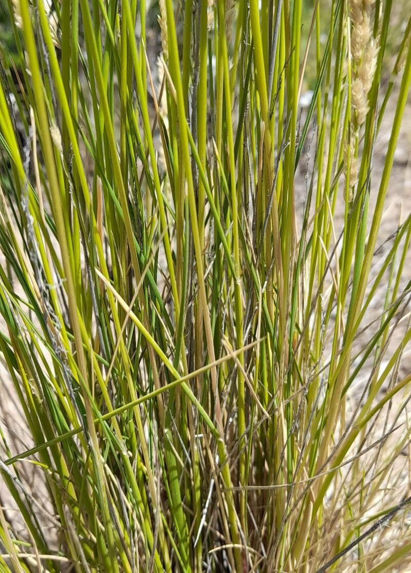 Poa ligularis — houseplant care guide