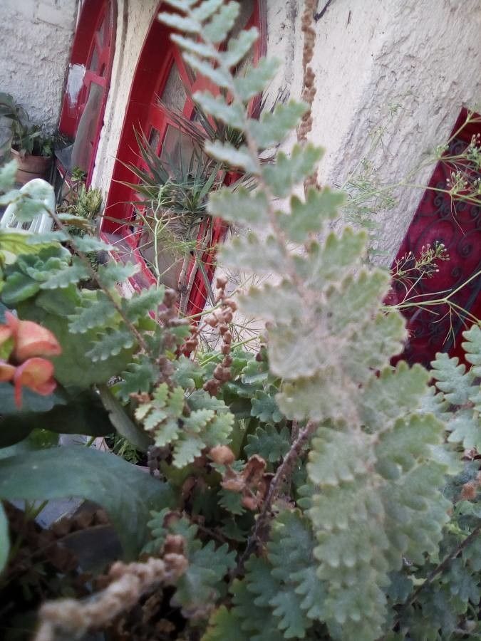 Astrolepis sinuata — houseplant care guide