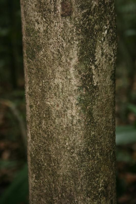 Sloanea garckeana bark