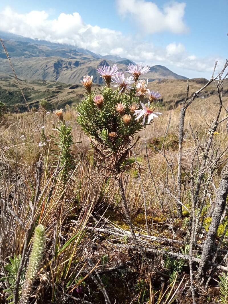 Diplostephium hartwegii habit