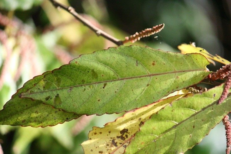 Acalypha integrifolia leaf