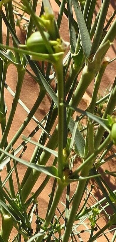 Euphorbia bubalina — houseplant care guide