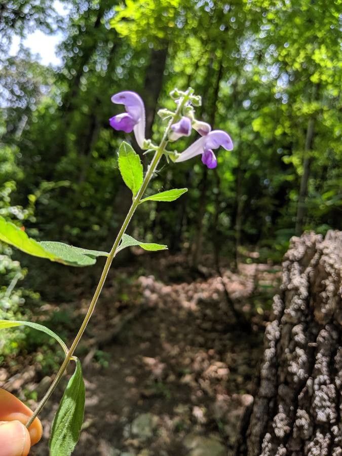 Scutellaria alabamensis habit