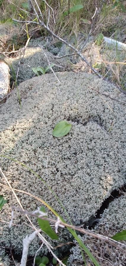Centaurea horrida flower