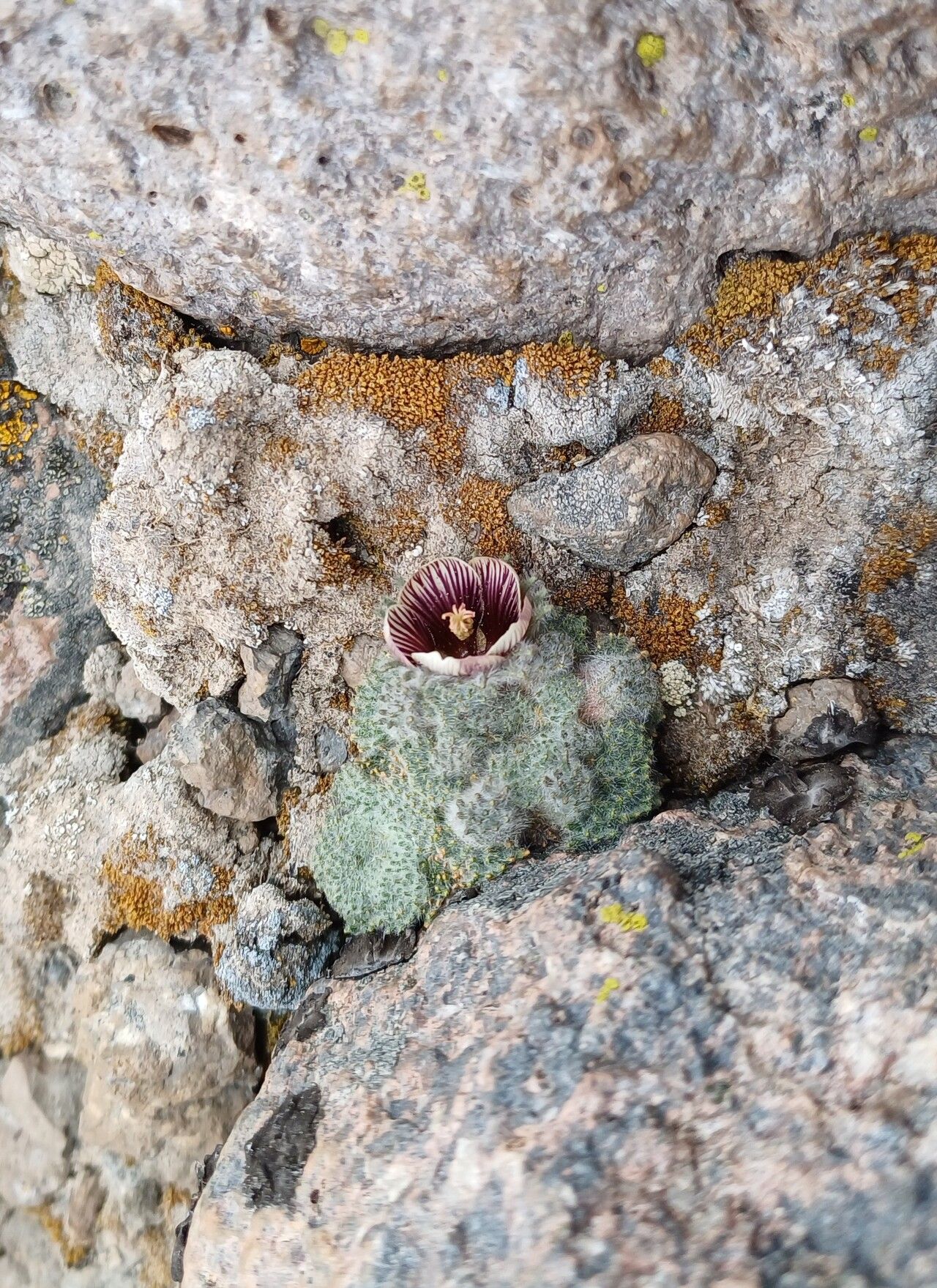 Nototriche sepaliloba — houseplant care guide