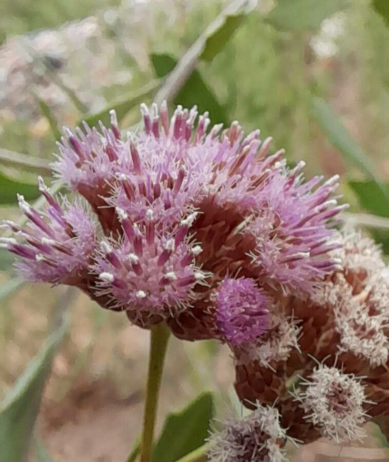 Tessaria absinthioides flower