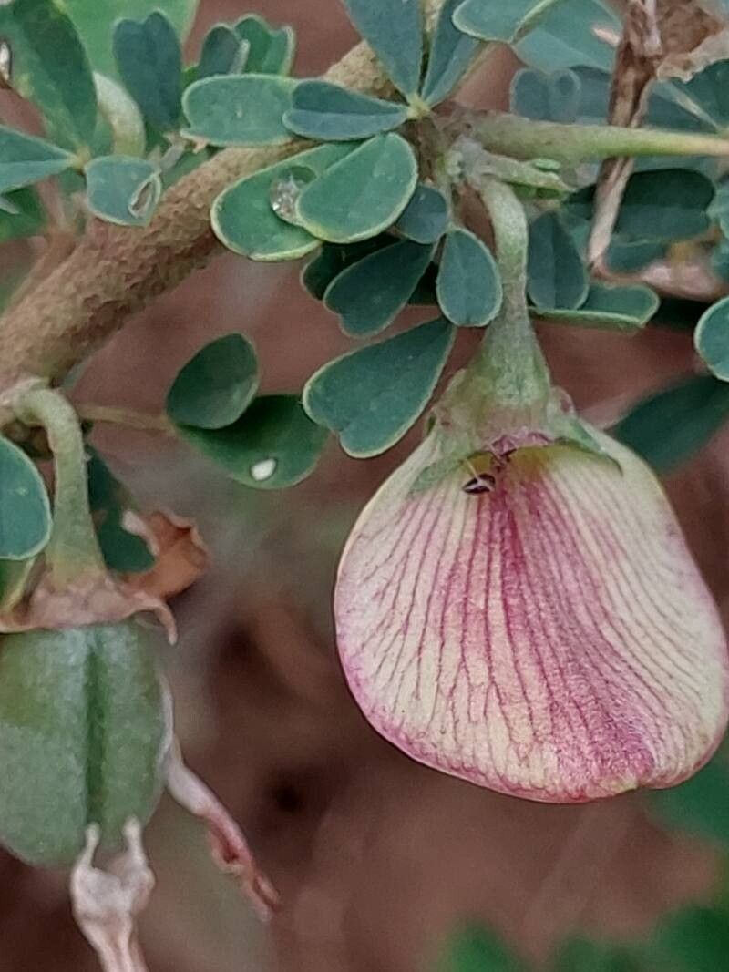Crotalaria aculeata flower