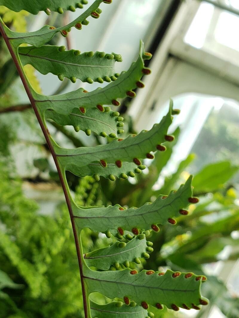 Pleopeltis deparioides fruit
