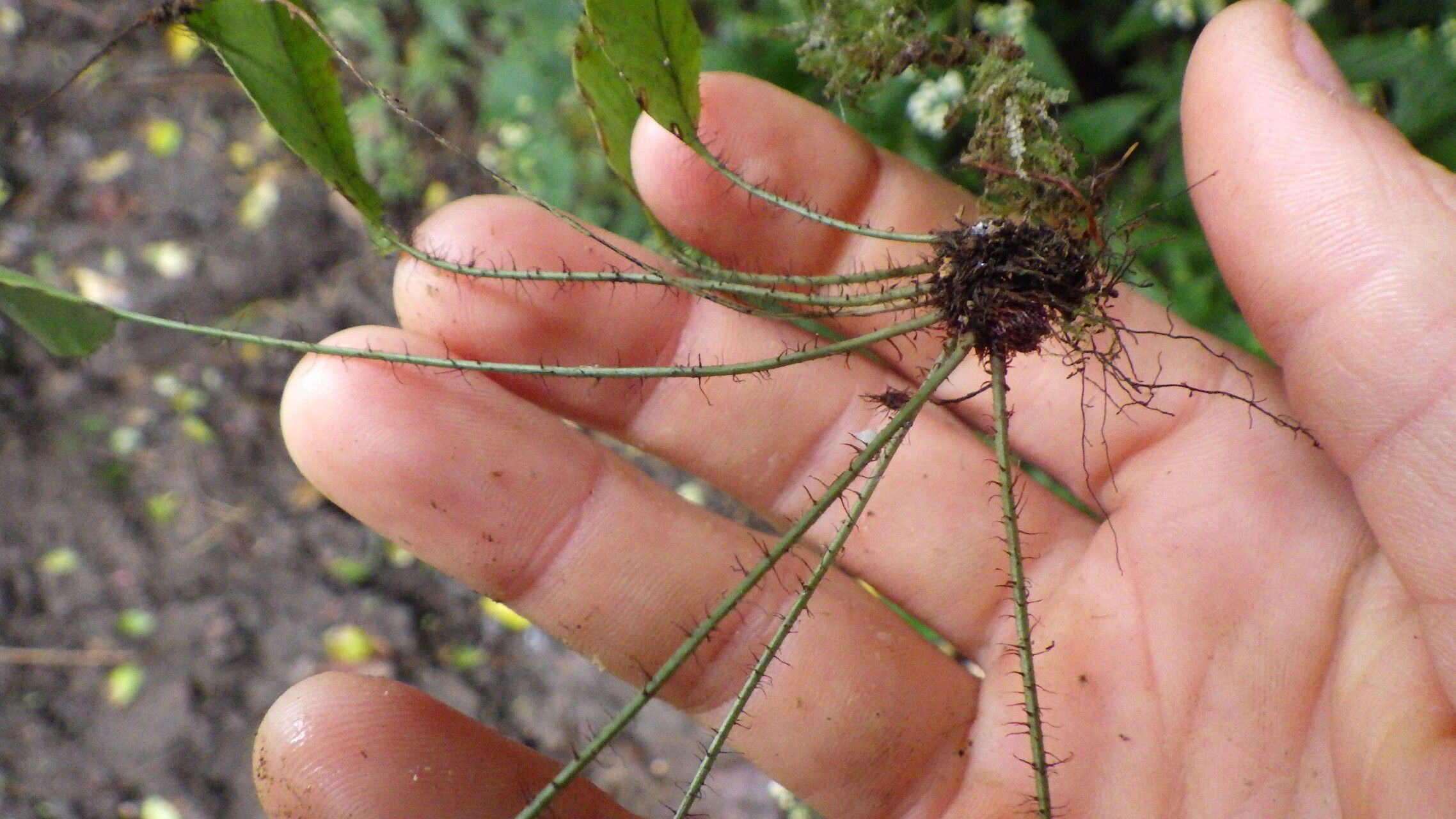 Elaphoglossum hybridum bark
