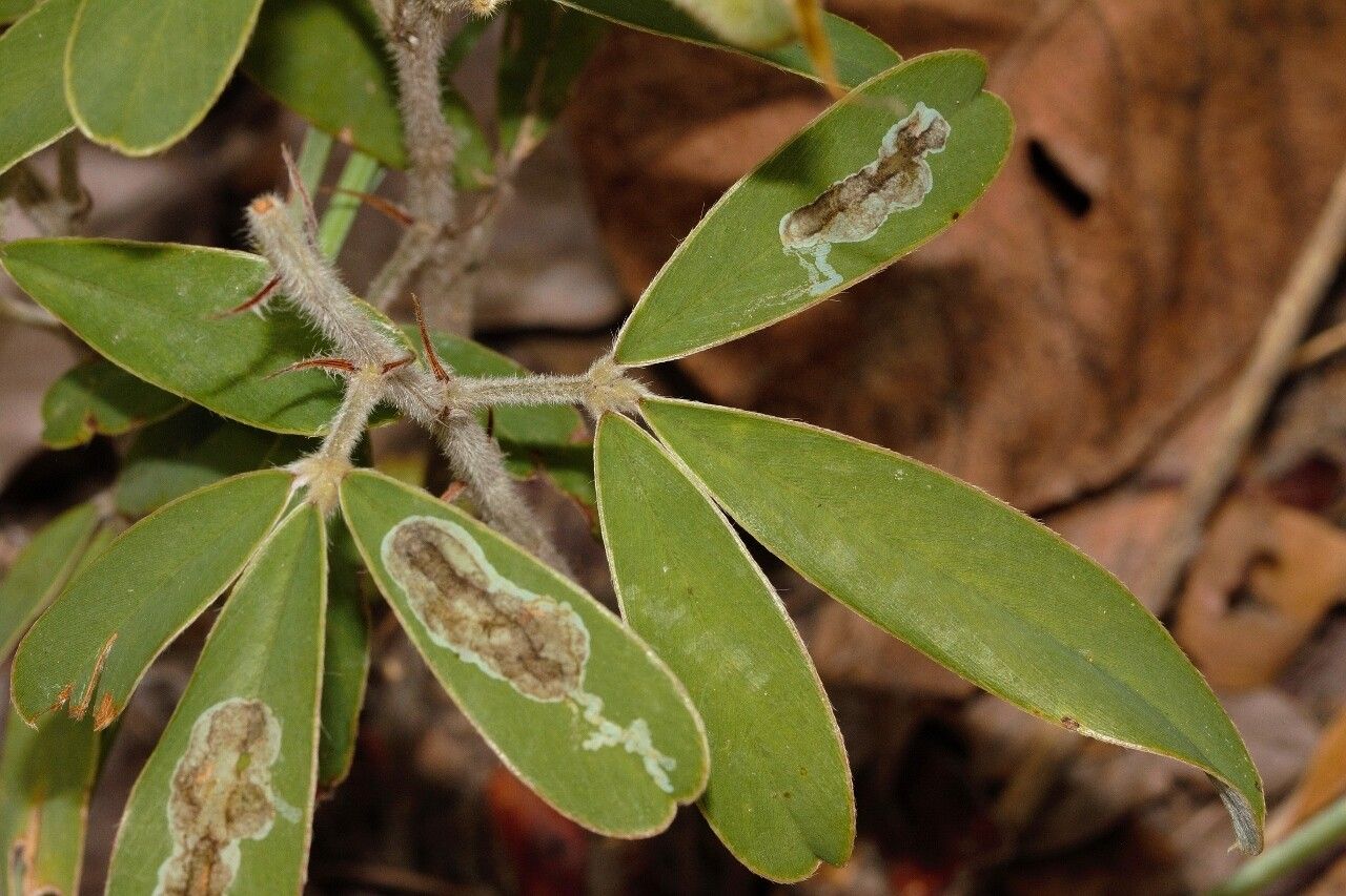 Tephrosia dasyphylla leaf