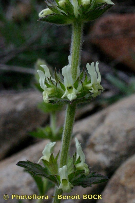 Sideritis endressii bark