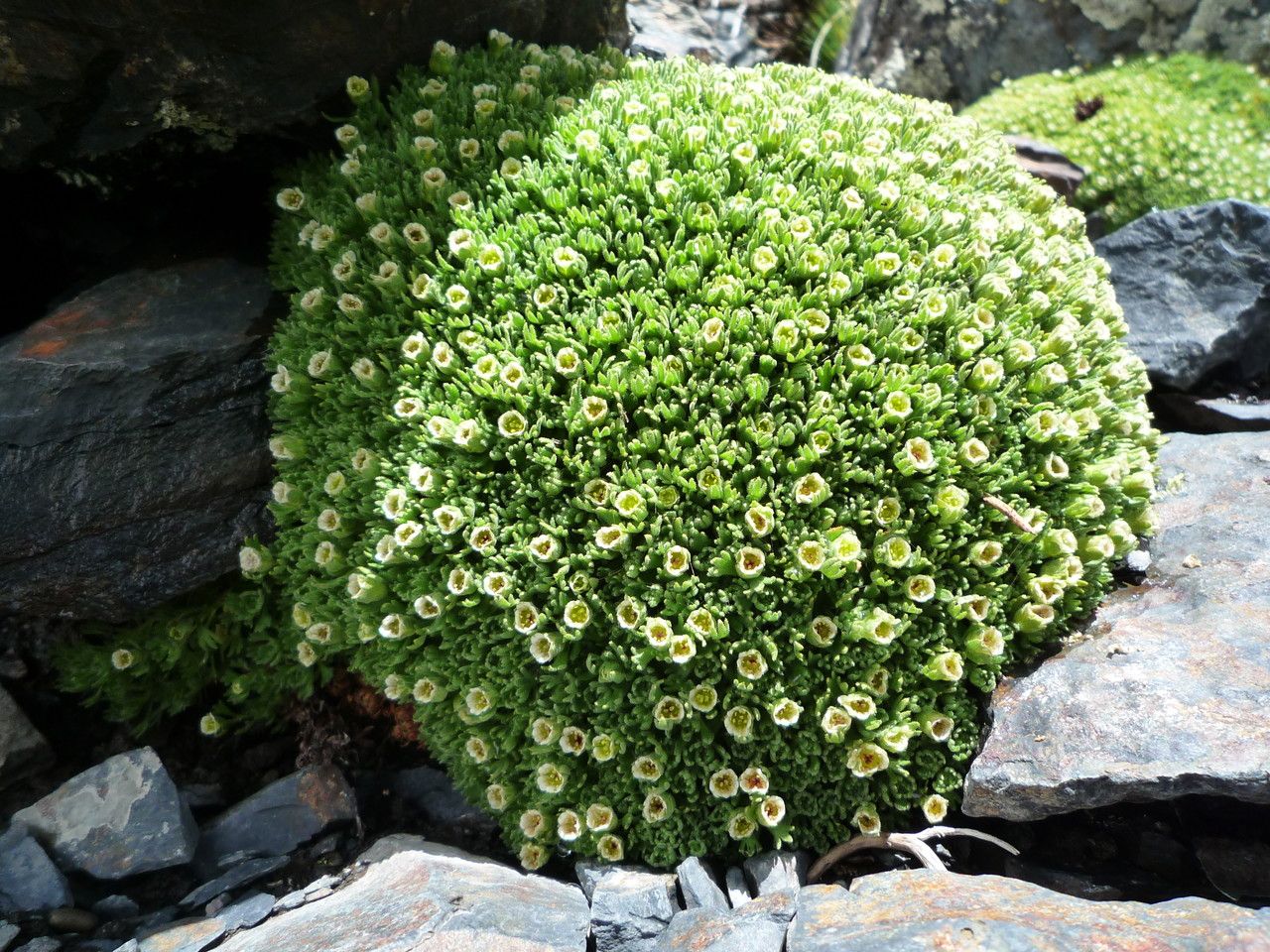 Saxifraga magellanica habit
