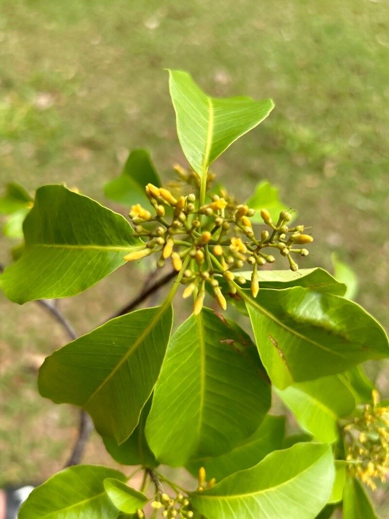 Aspidosperma olivaceum — houseplant care guide