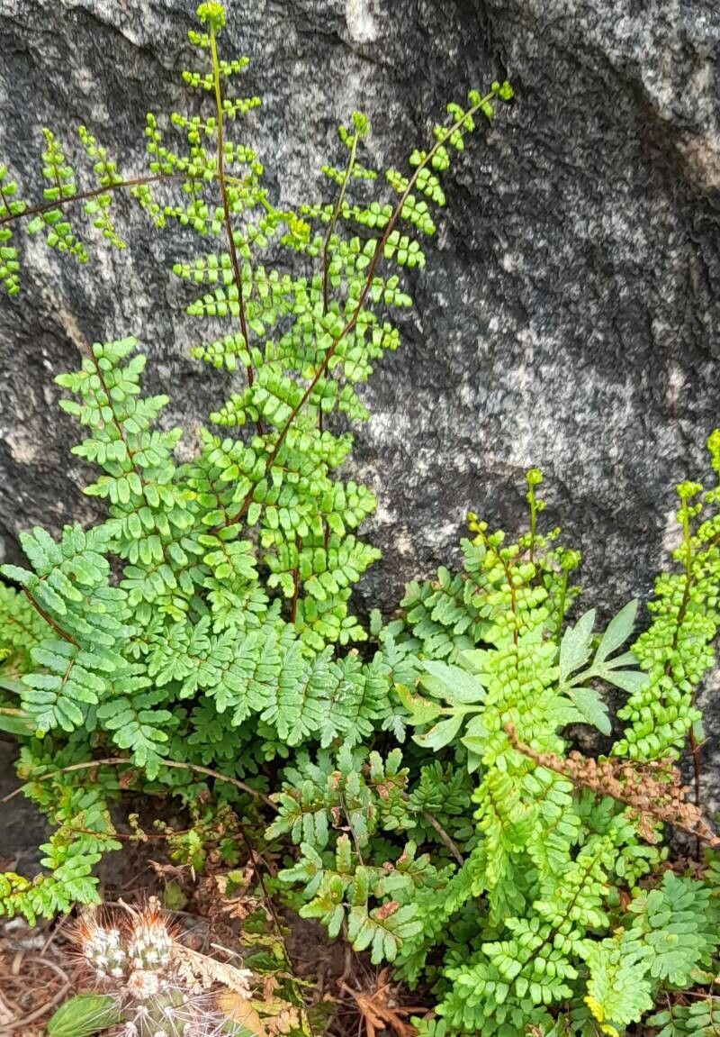 Hemionitis chlorophylla habit