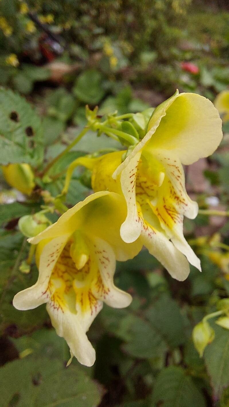 Impatiens urticifolia — houseplant care guide