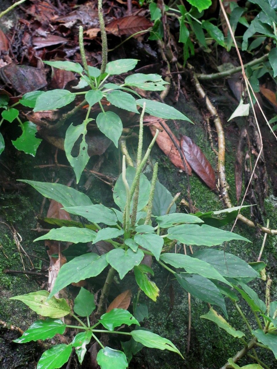 Peperomia lignescens habit