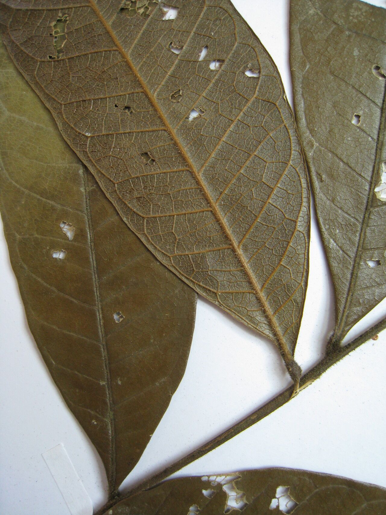 Talisia mollis other