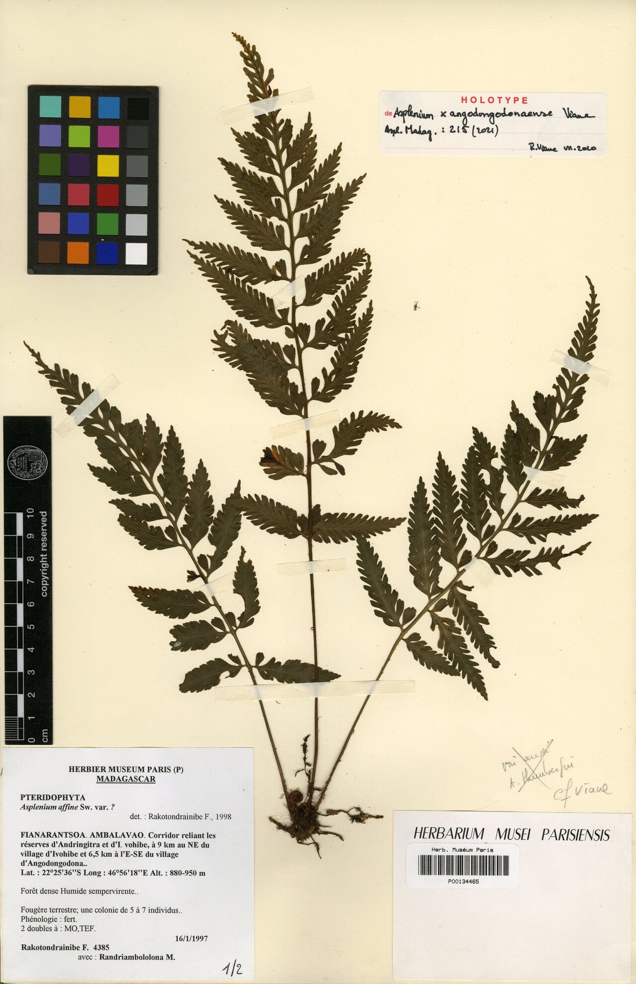 Asplenium × angodongodonaense — houseplant care guide